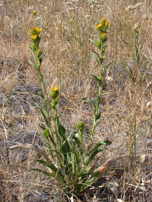 Image of sticky goldenweed