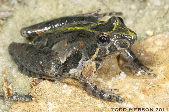 Image of Southern Cricket Frog