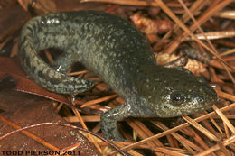 Image of Mole Salamander