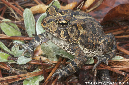 Imagem de Anaxyrus terrestris (Bonnaterre 1789)