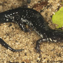 Sivun Plethodon chlorobryonis Mittleman 1951 kuva