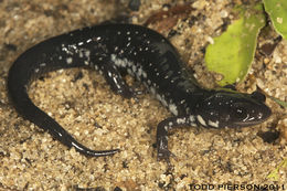 Plethodon chlorobryonis Mittleman 1951 resmi