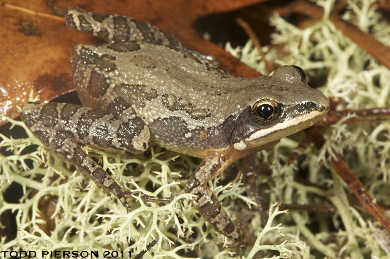 Pseudacris nigrita (Le Conte 1825) resmi