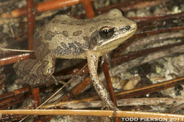 Pseudacris nigrita (Le Conte 1825) resmi