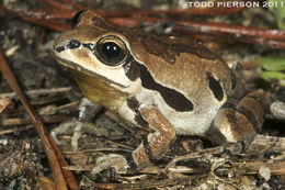 Image of Ornate Chorus Frog