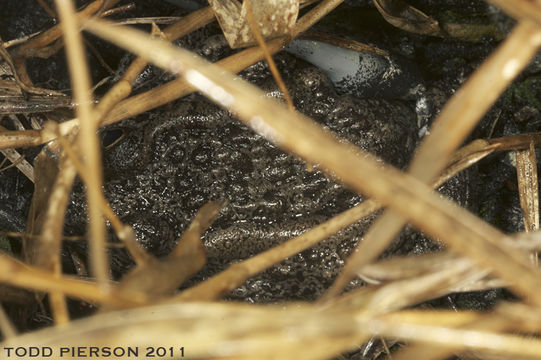 Image de Lithobates capito (Le Conte 1855)