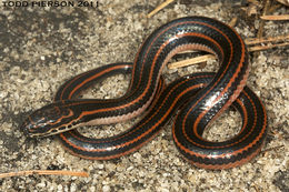 Image of Rainbow Snake