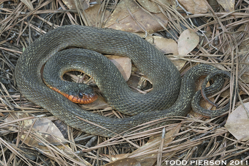 Imagem de Nerodia erythrogaster (Forster ex Bossu 1771)