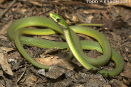 Image of Greensnake