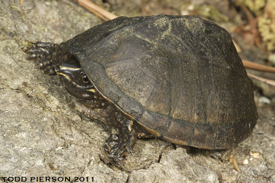 Image of Common Musk Turtle