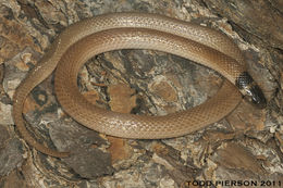 Image of Southeastern Crowned Snake