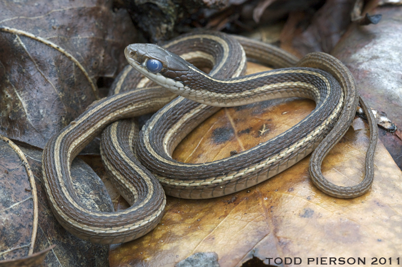 Image of Bluestripe Ribbon Snake