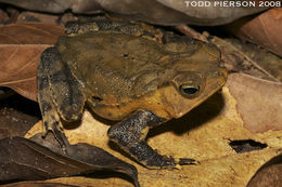 Image de Rhinella martyi Fouquet, Gaucher, Blanc & Vélez-Rodriguez 2007