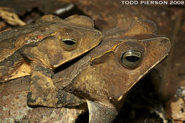 Image of Rhinella martyi Fouquet, Gaucher, Blanc & Vélez-Rodriguez 2007