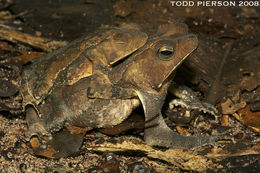 Image de Rhinella martyi Fouquet, Gaucher, Blanc & Vélez-Rodriguez 2007