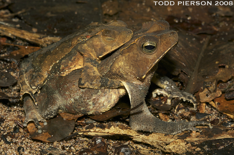 Image de Rhinella martyi Fouquet, Gaucher, Blanc & Vélez-Rodriguez 2007