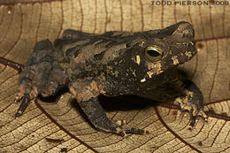 Image of Rhinella martyi Fouquet, Gaucher, Blanc & Vélez-Rodriguez 2007