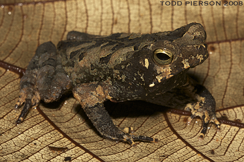 Image de Rhinella martyi Fouquet, Gaucher, Blanc & Vélez-Rodriguez 2007