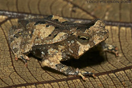 Image of Rhinella martyi Fouquet, Gaucher, Blanc & Vélez-Rodriguez 2007