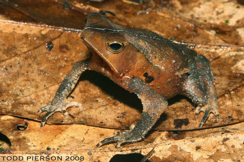 Image de Rhinella martyi Fouquet, Gaucher, Blanc & Vélez-Rodriguez 2007