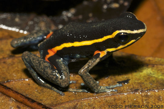 Image of Spot-legged Poison Frog