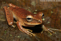 Image of <i>Boana lanciformis</i>