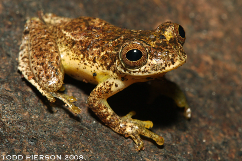 Image of Lesser Treefrog