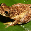 Image of Lesser Treefrog