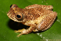 Image of Lesser Treefrog