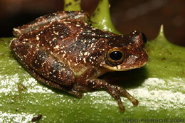 Image of Lesser Treefrog