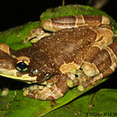 亞馬遜乳蛙的圖片