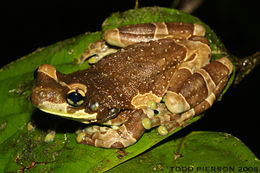 Image of Amazon Milk Frog