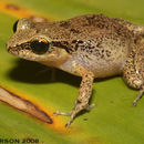 Image of Johnstone's Robber Frog