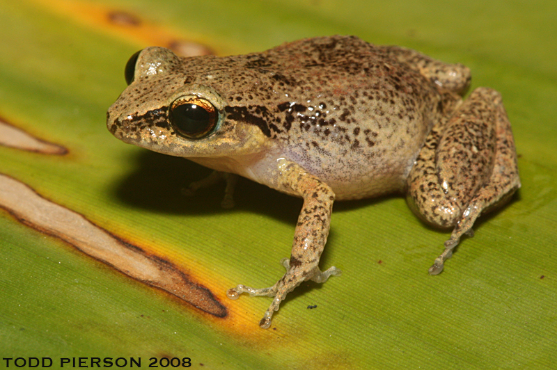 Imagem de Eleutherodactylus johnstonei Barbour 1914