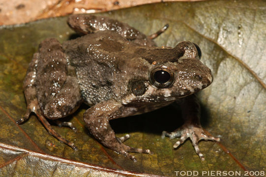 Слика од Leptodactylus petersii (Steindachner 1864)