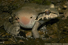 Image of Leptodactylus knudseni Heyer 1972