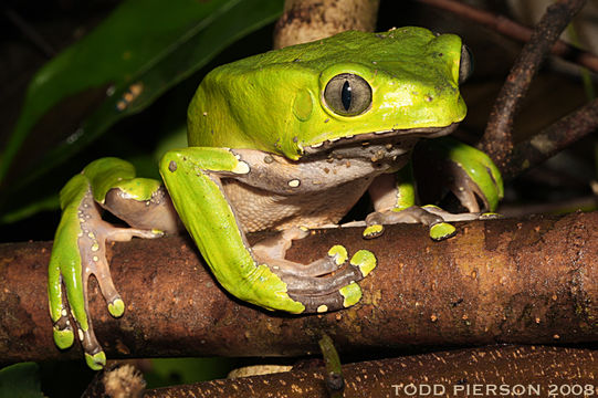 Phyllomedusa bicolor (Boddaert 1772) resmi