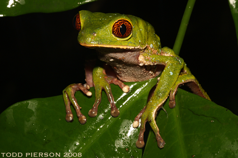 Imagem de Phyllomedusa tarsius (Cope 1868)