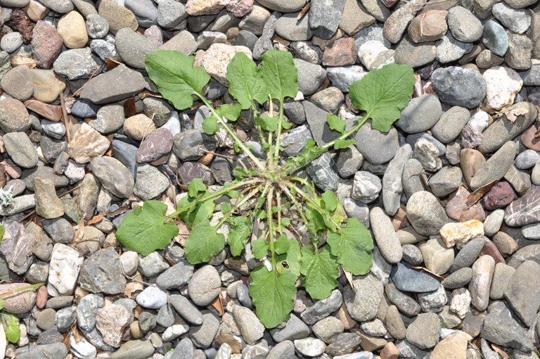 Image of common nipplewort