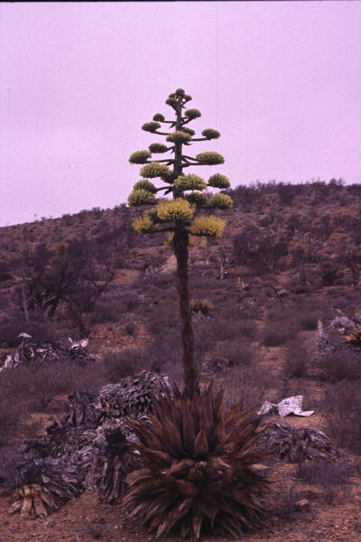 Image of Agave shawii subsp. goldmaniana (Trel.) Gentry