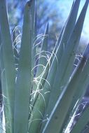 Image of Yucca valida Brandegee