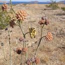 Sivun Asclepias albicans S. Wats. kuva