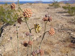 Asclepias albicans S. Wats. resmi