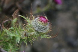 Image of Franciscan thistle