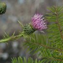 Image of Vasey's thistle