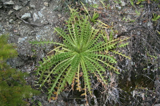 Image of Vasey's thistle