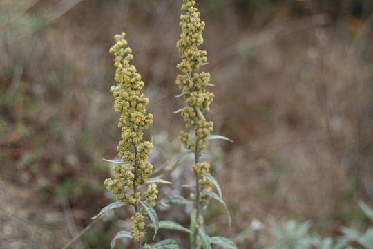 Image of Douglas' sagewort