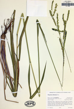 Image of dallisgrass