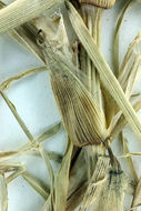 Image of Kikuyu grass