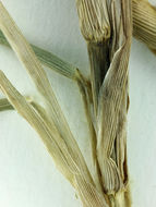 Image of Kikuyu grass